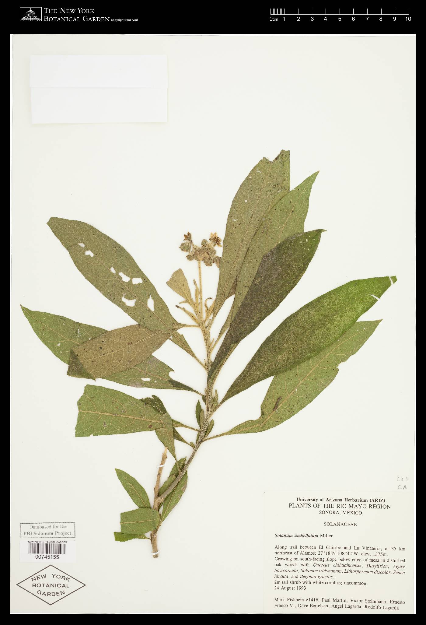 Solanum umbellatum image