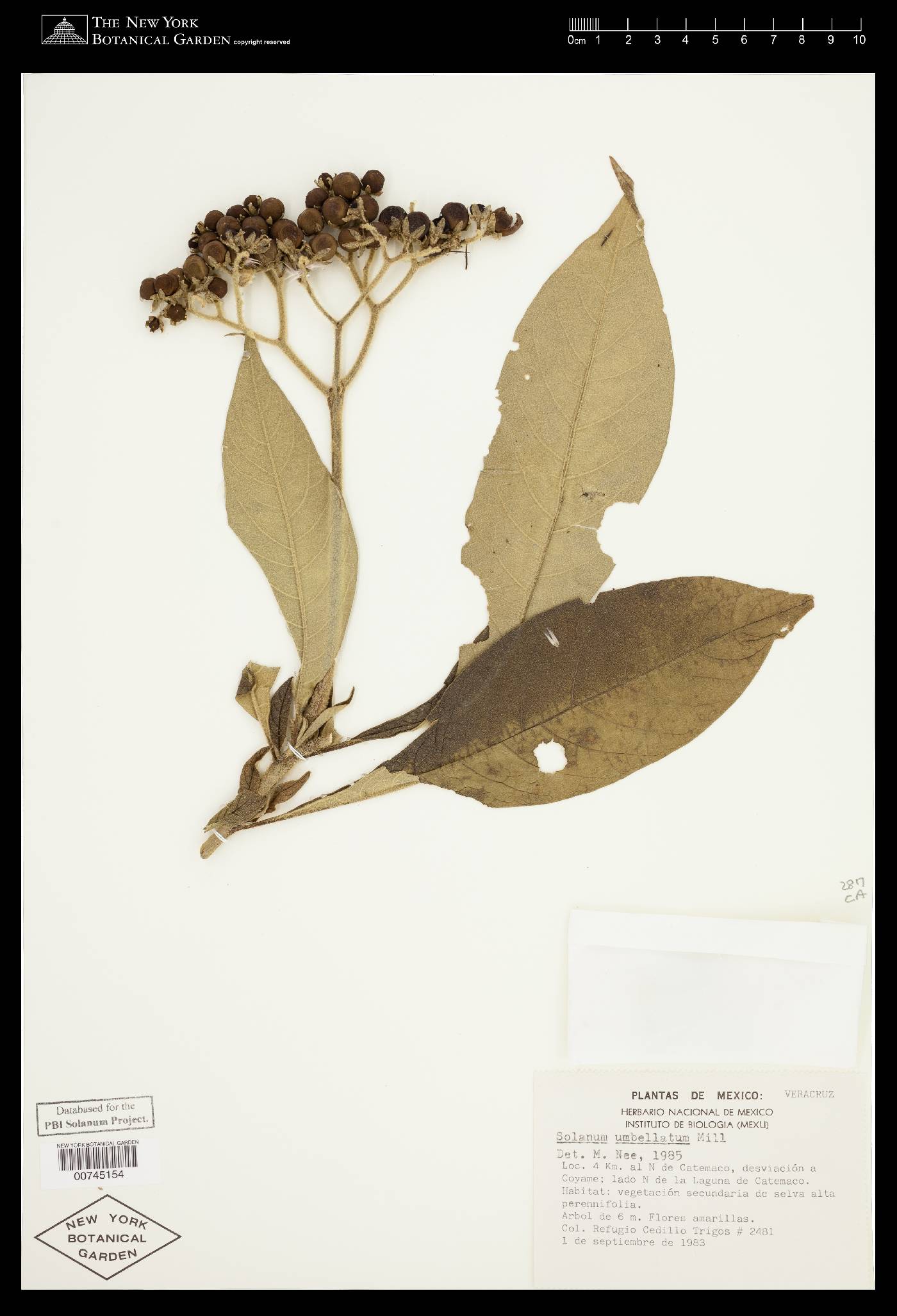 Solanum umbellatum image