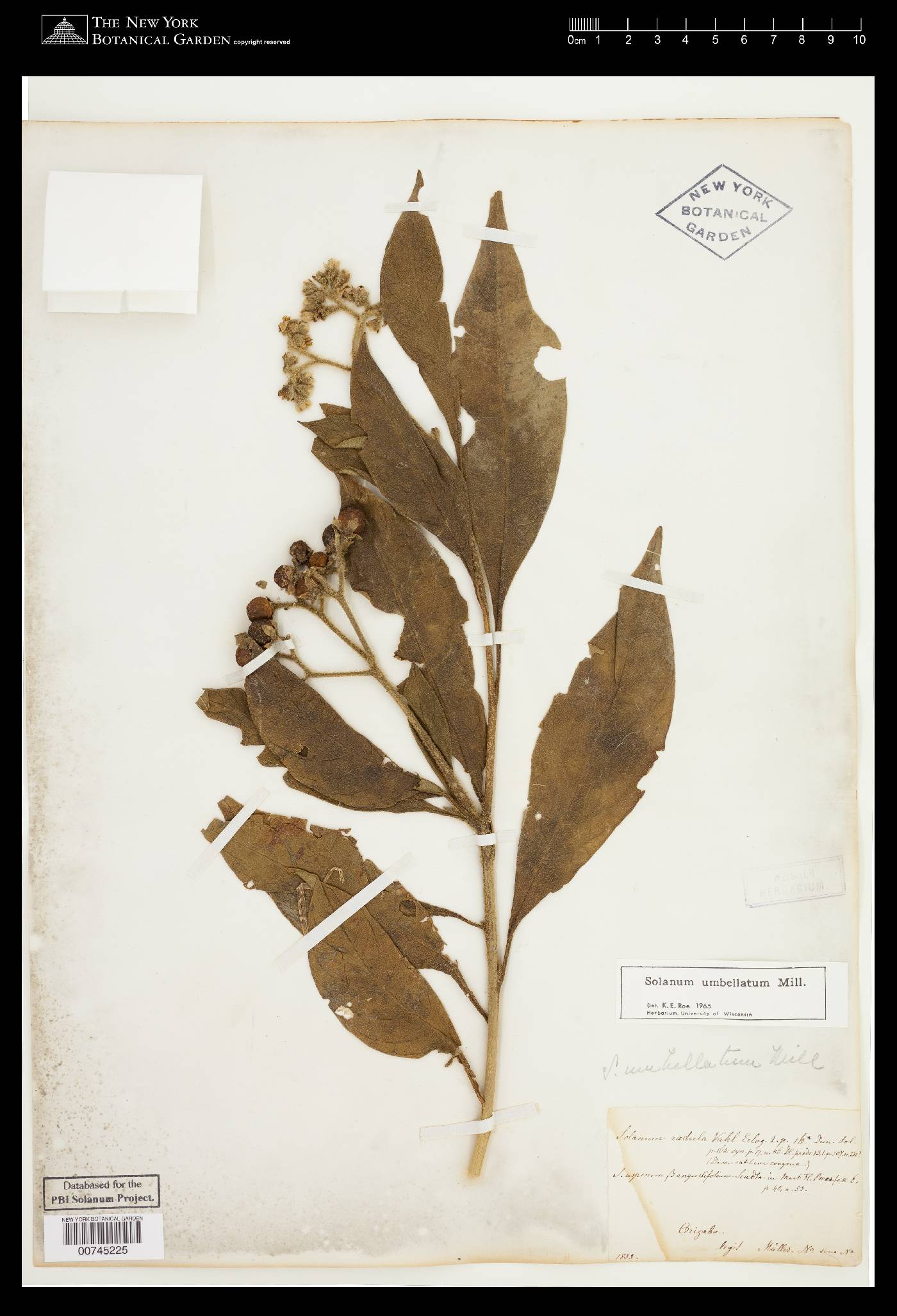 Solanum umbellatum image