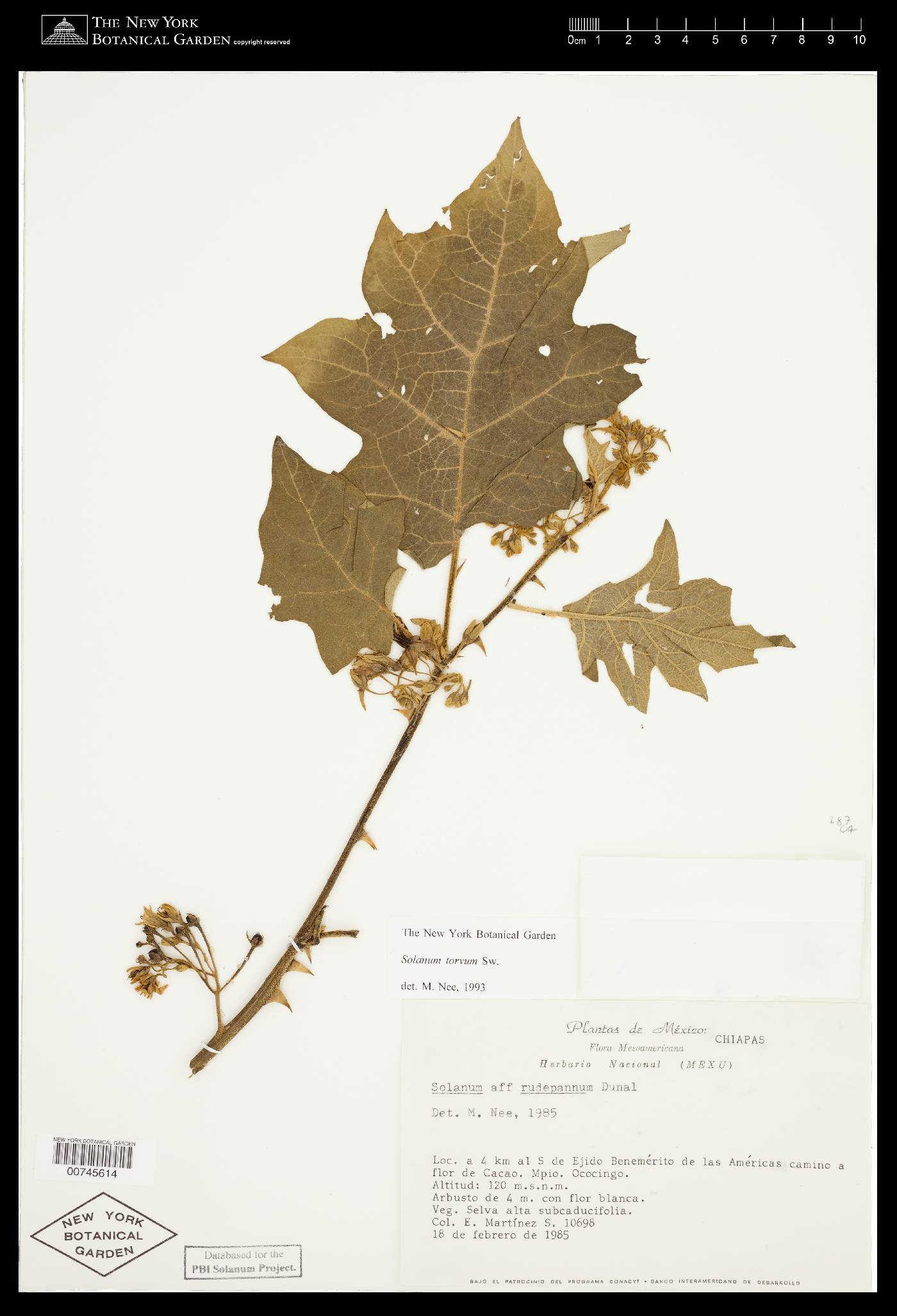 Solanum torvum image