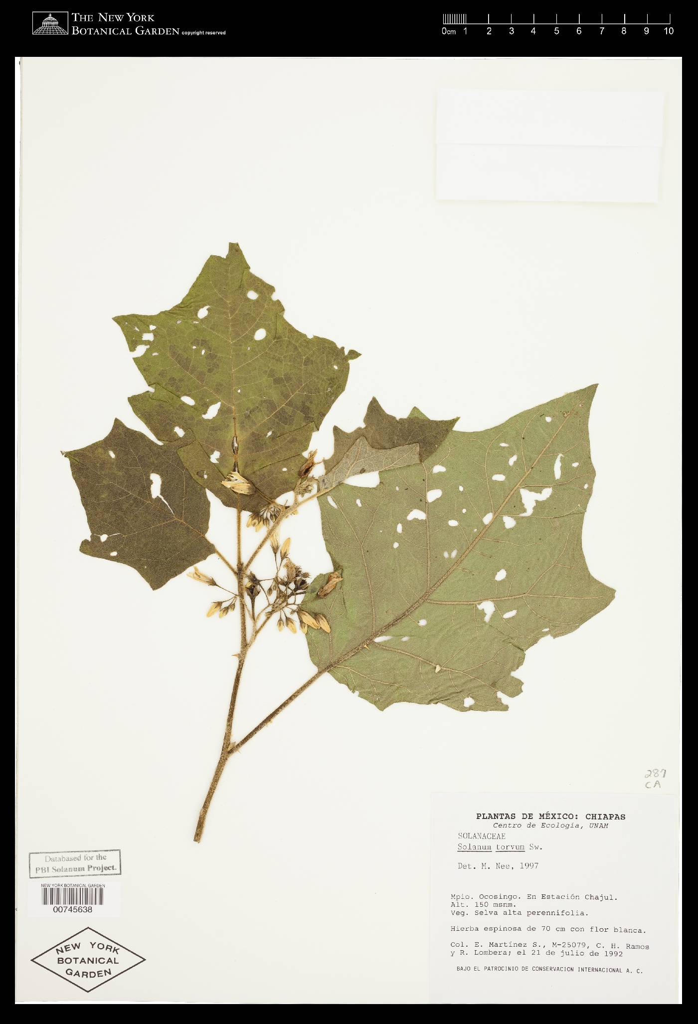 Solanum torvum image