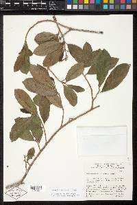 Duckeodendron cestroides image