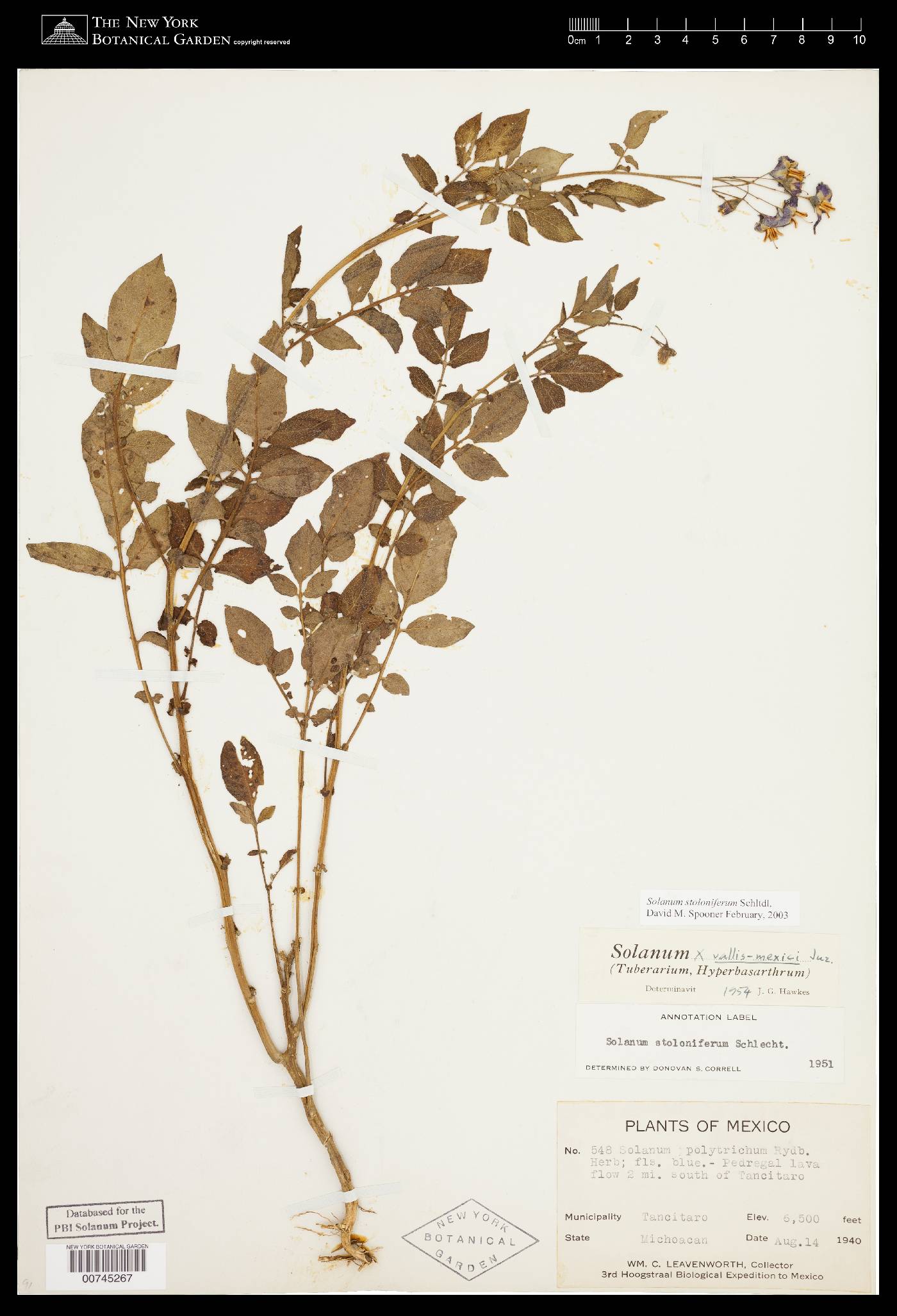 Solanum verrucosum image