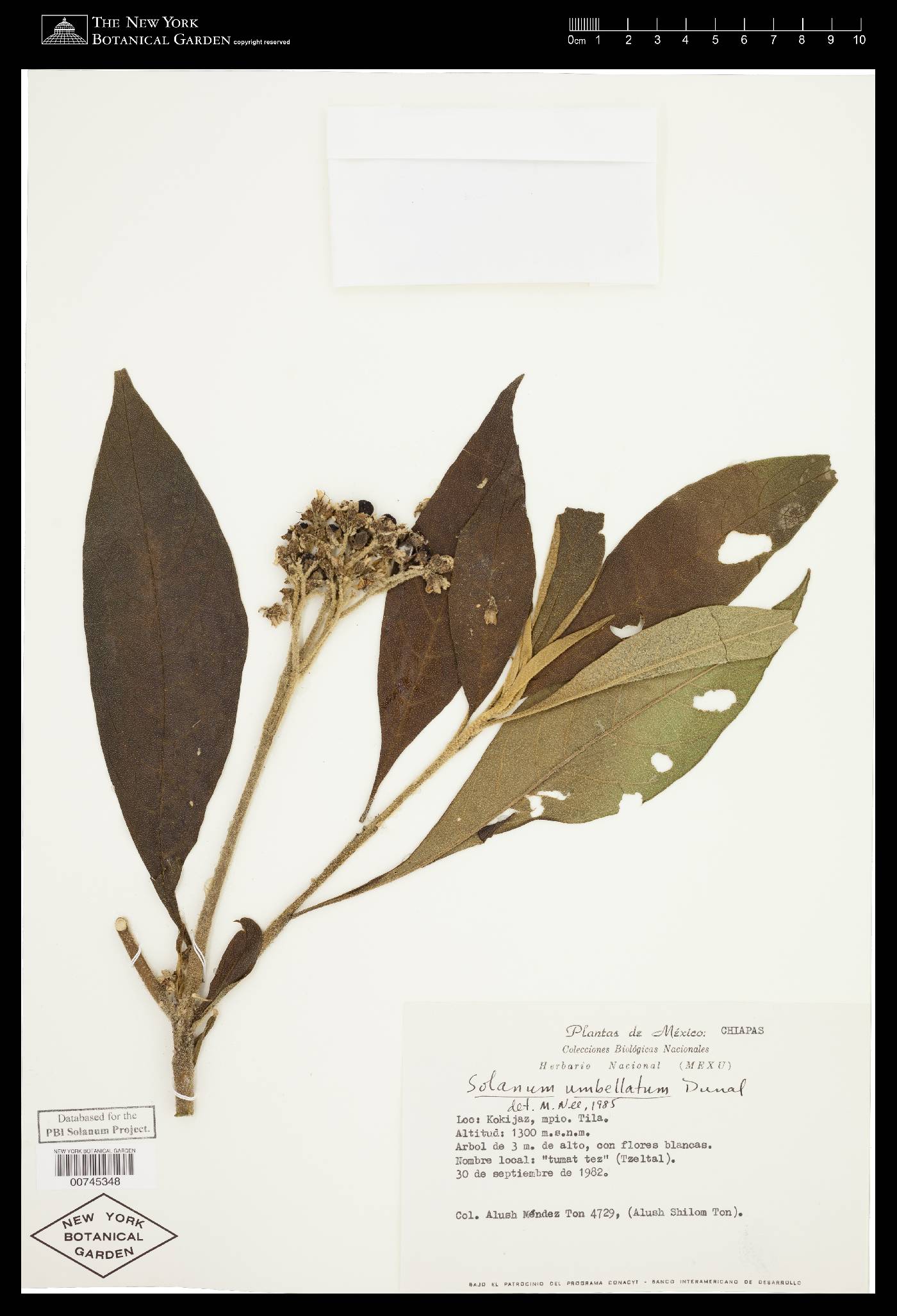 Solanum umbellatum image