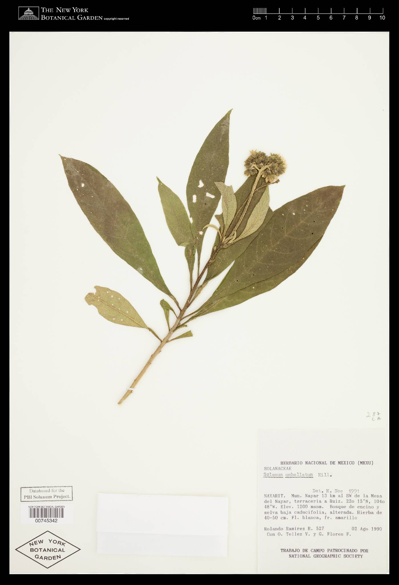 Solanum umbellatum image