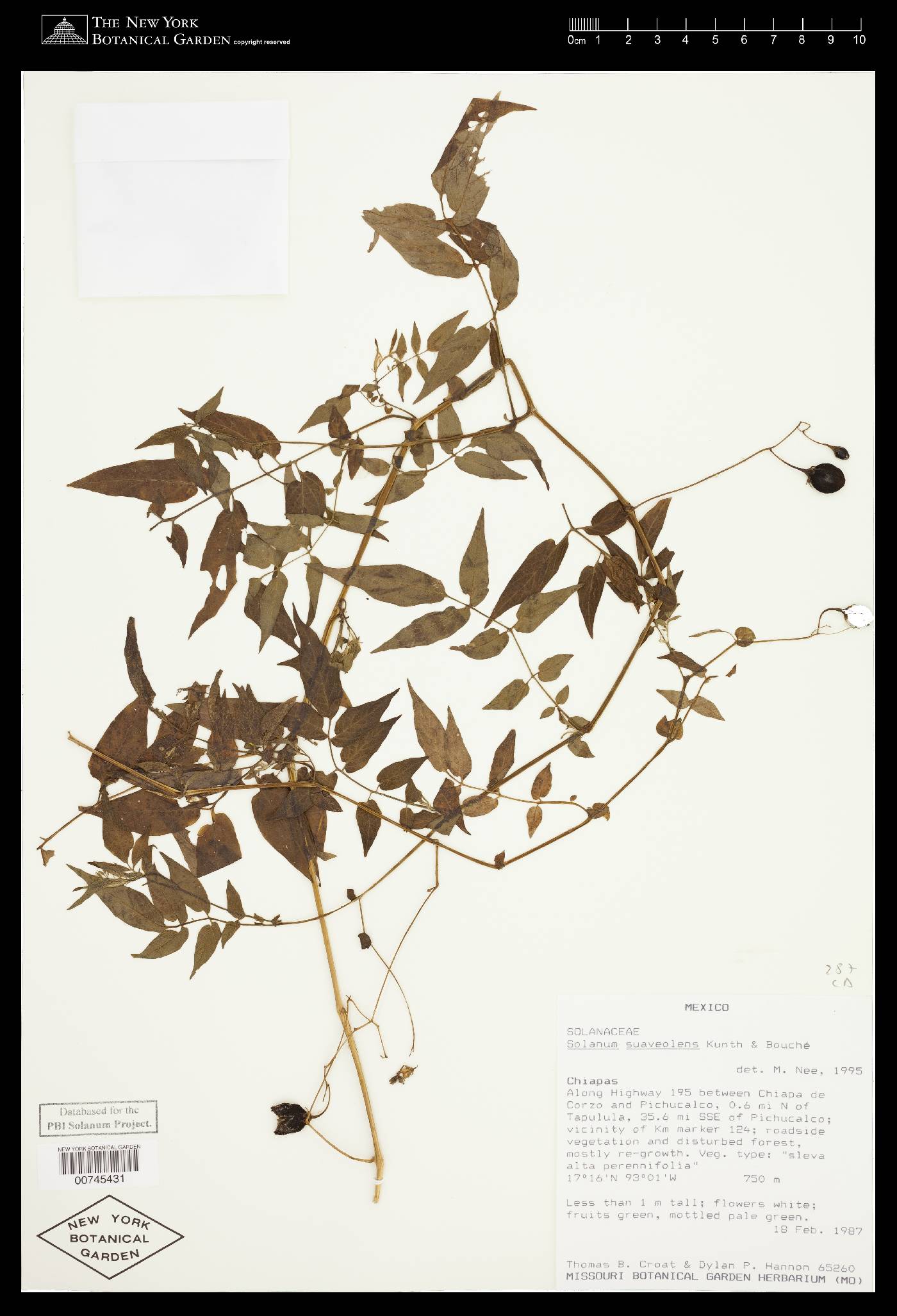 Solanum suaveolens image