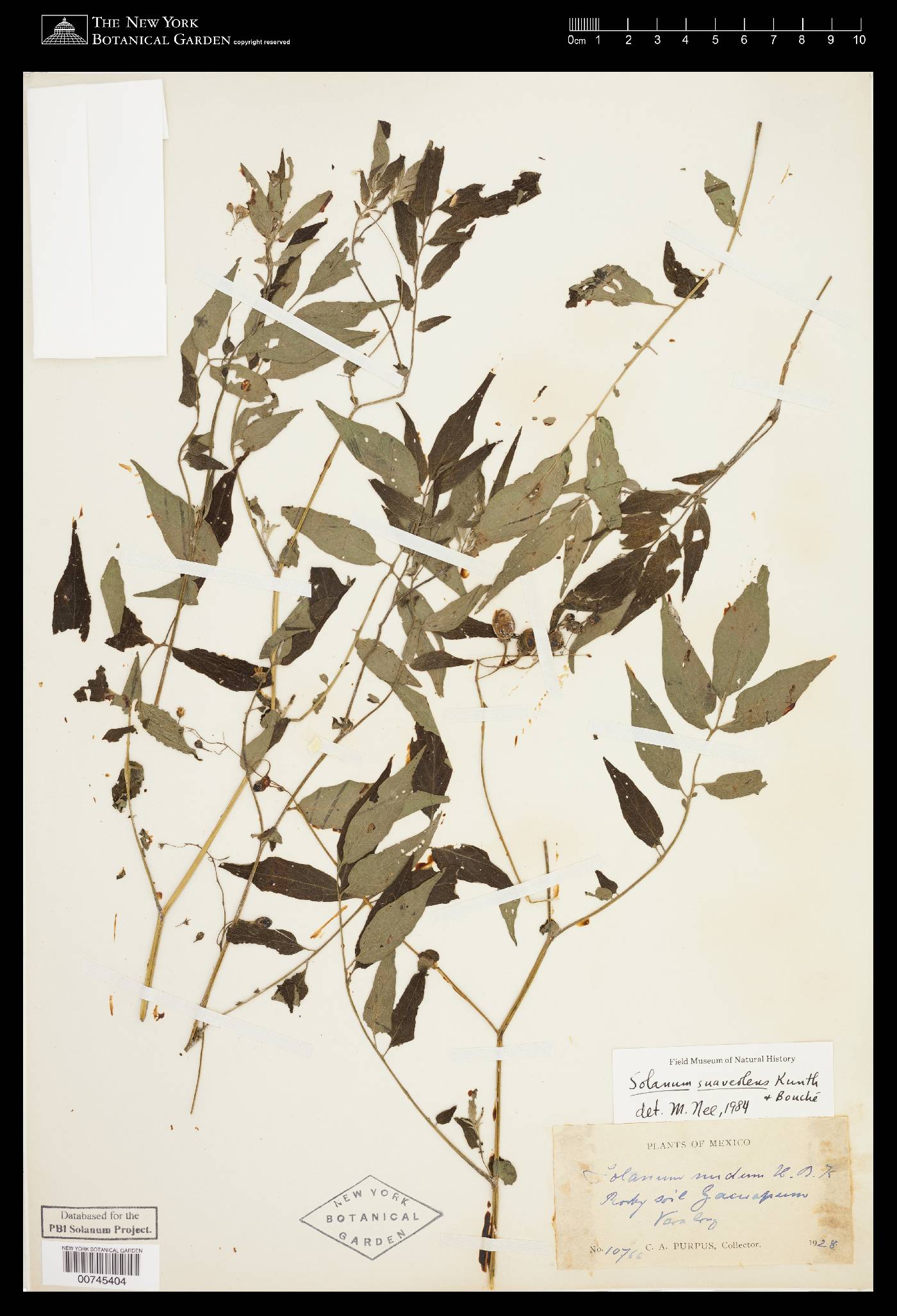 Solanum suaveolens image