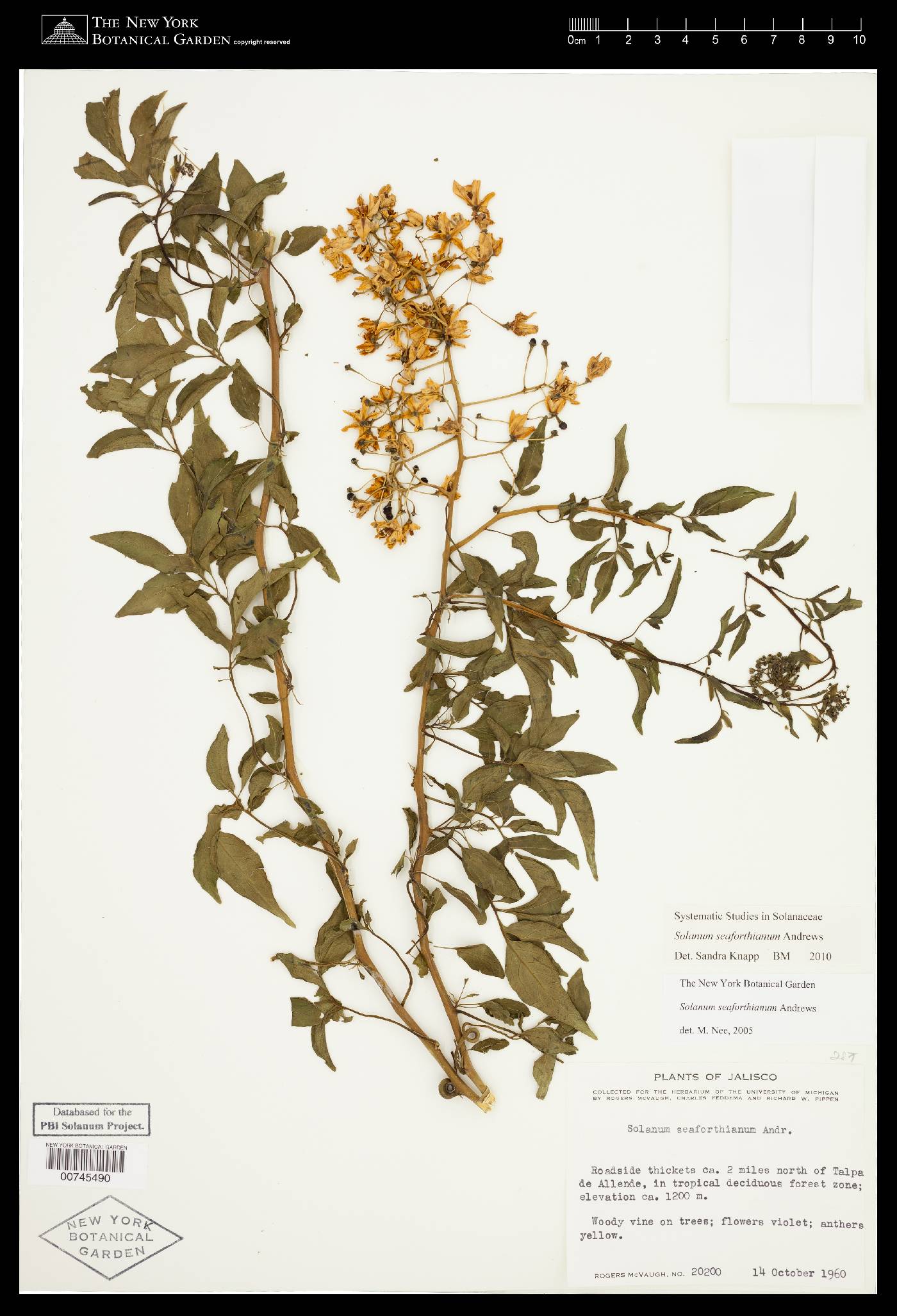 Solanum seaforthianum image