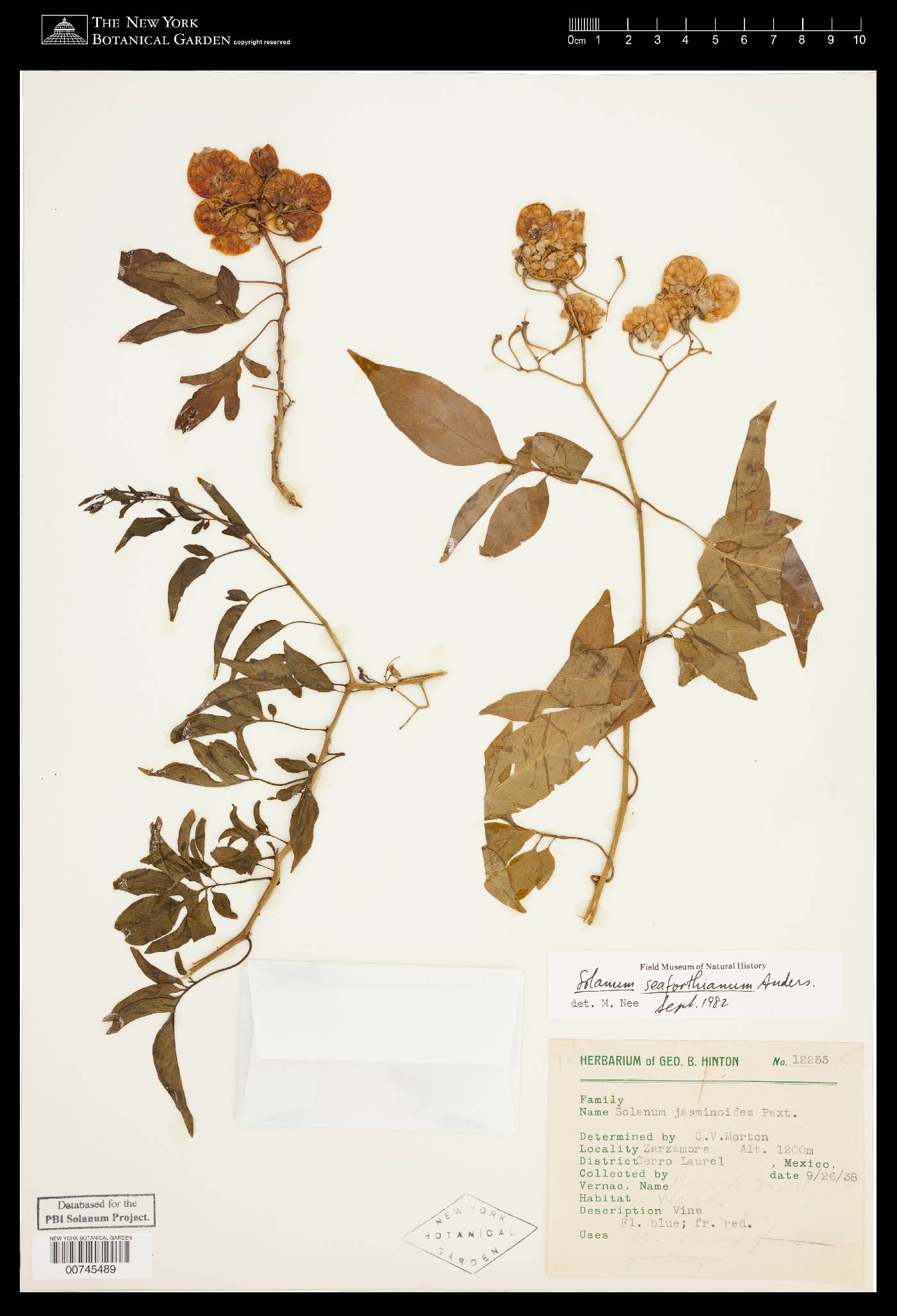 Solanum seaforthianum image