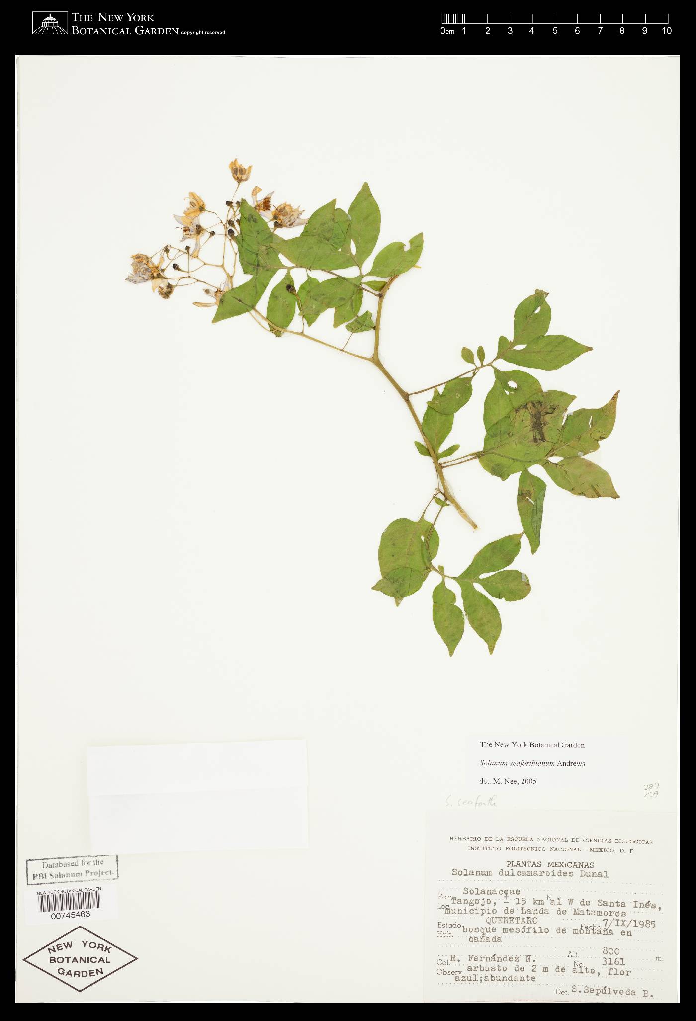 Solanum seaforthianum image