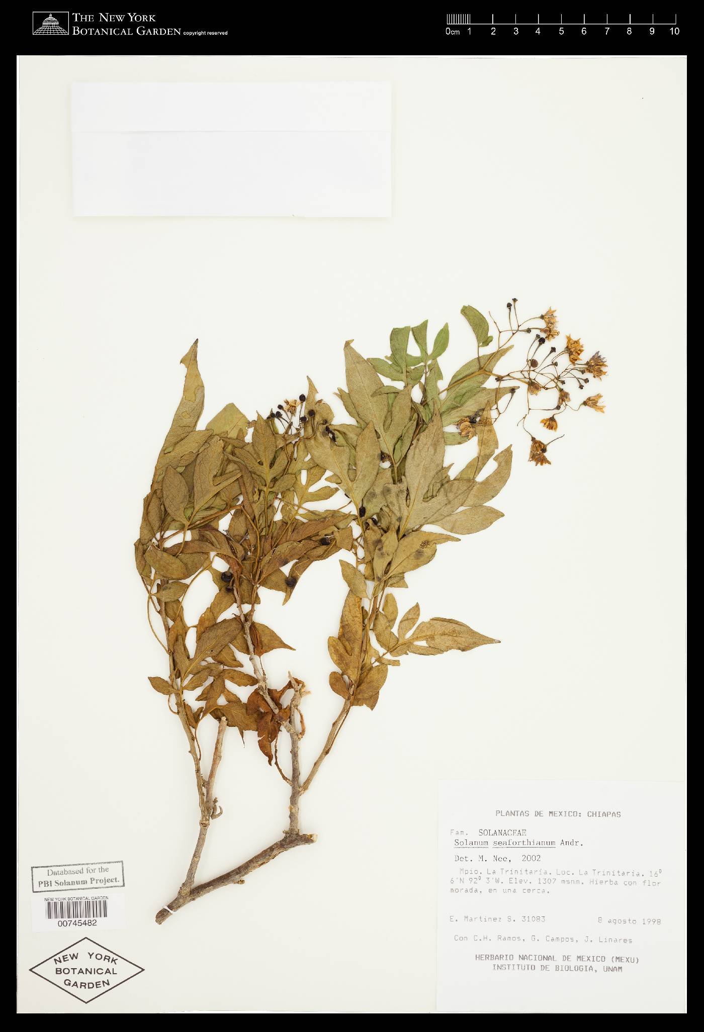 Solanum seaforthianum image