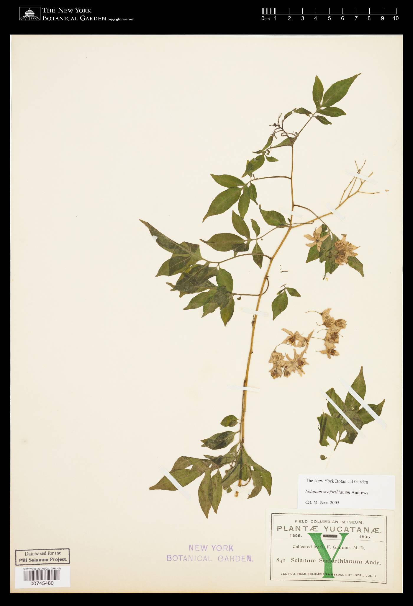 Solanum seaforthianum image