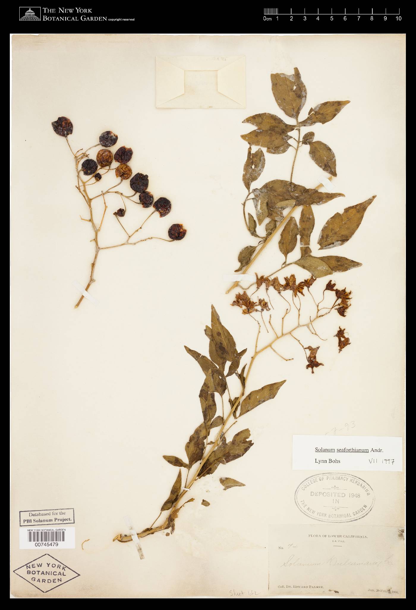 Solanum seaforthianum image