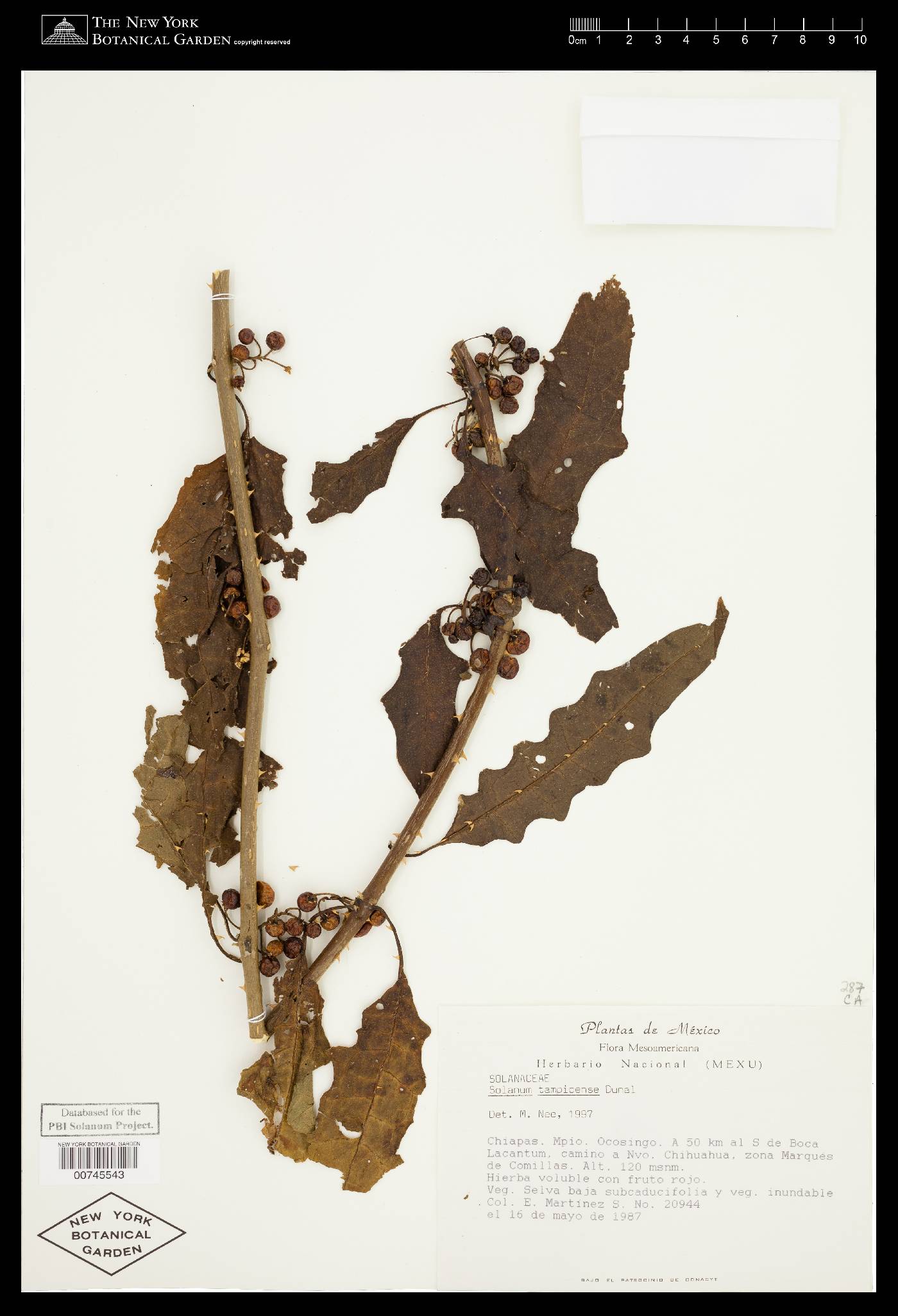 Solanum tampicense image