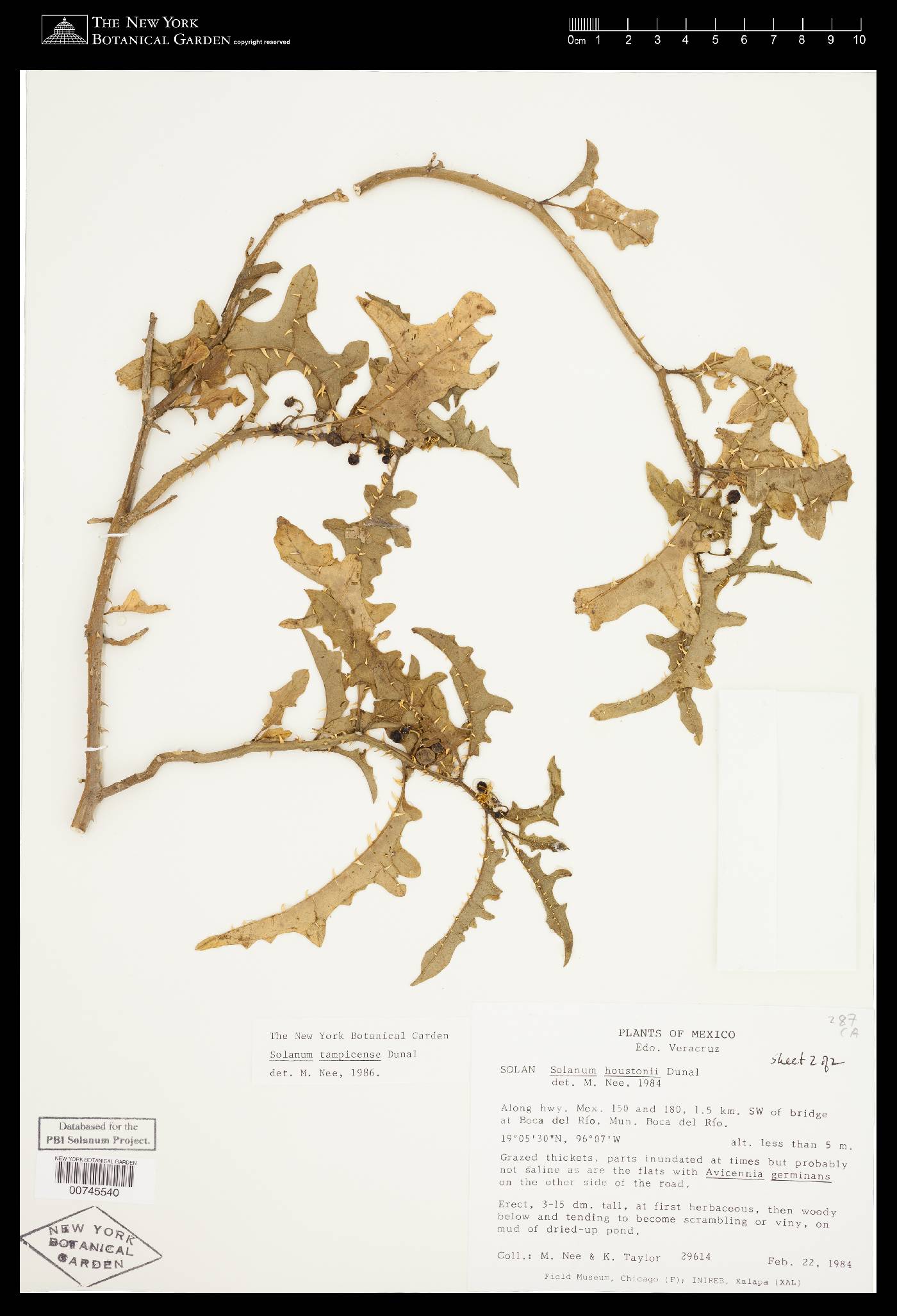 Solanum tampicense image