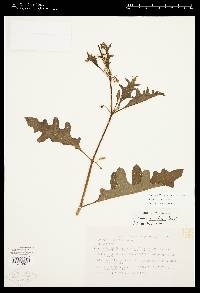 Solanum tampicense image