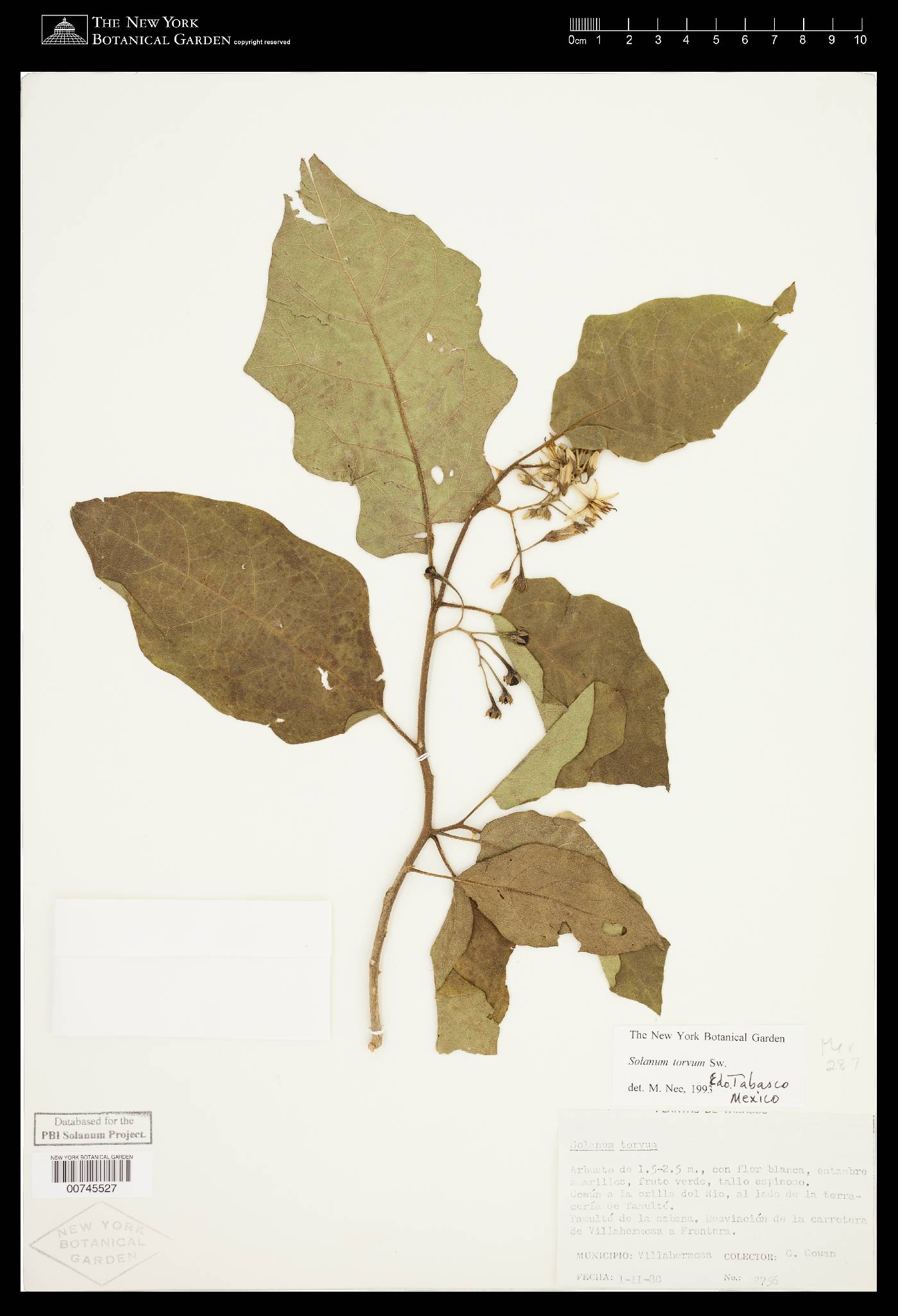 Solanum torvum image