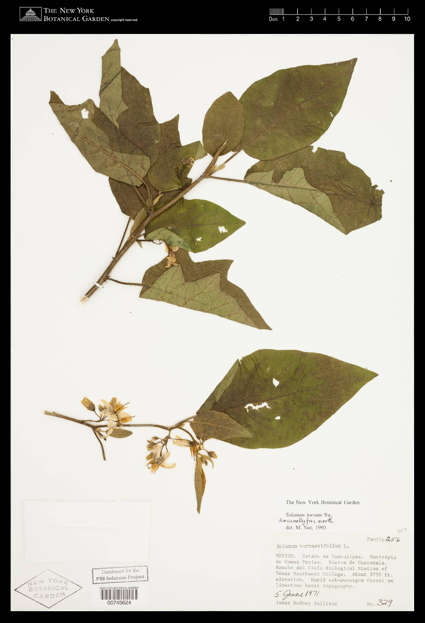 Solanum torvum image