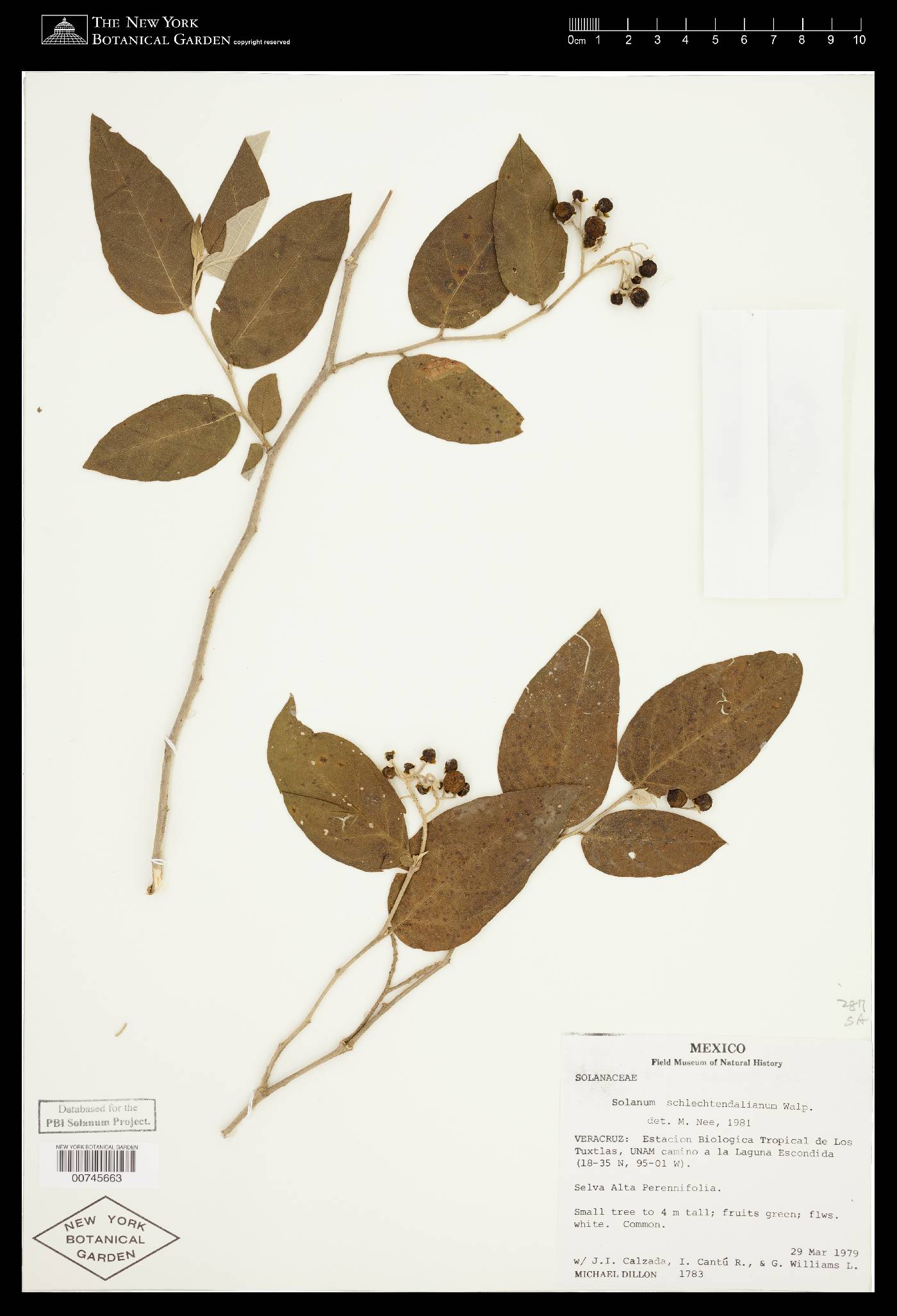 Solanum schlechtendalianum image