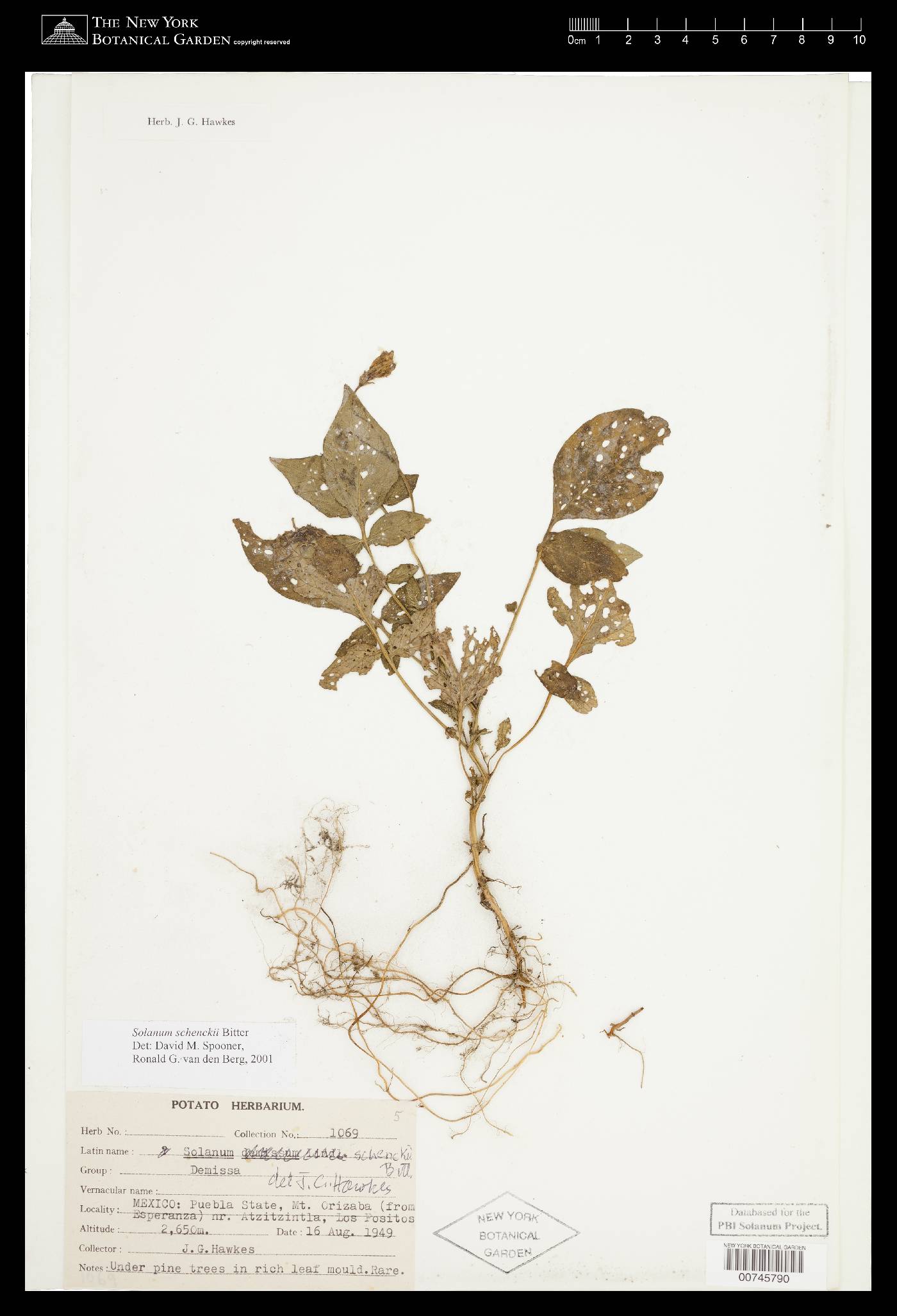Solanum schenckii image