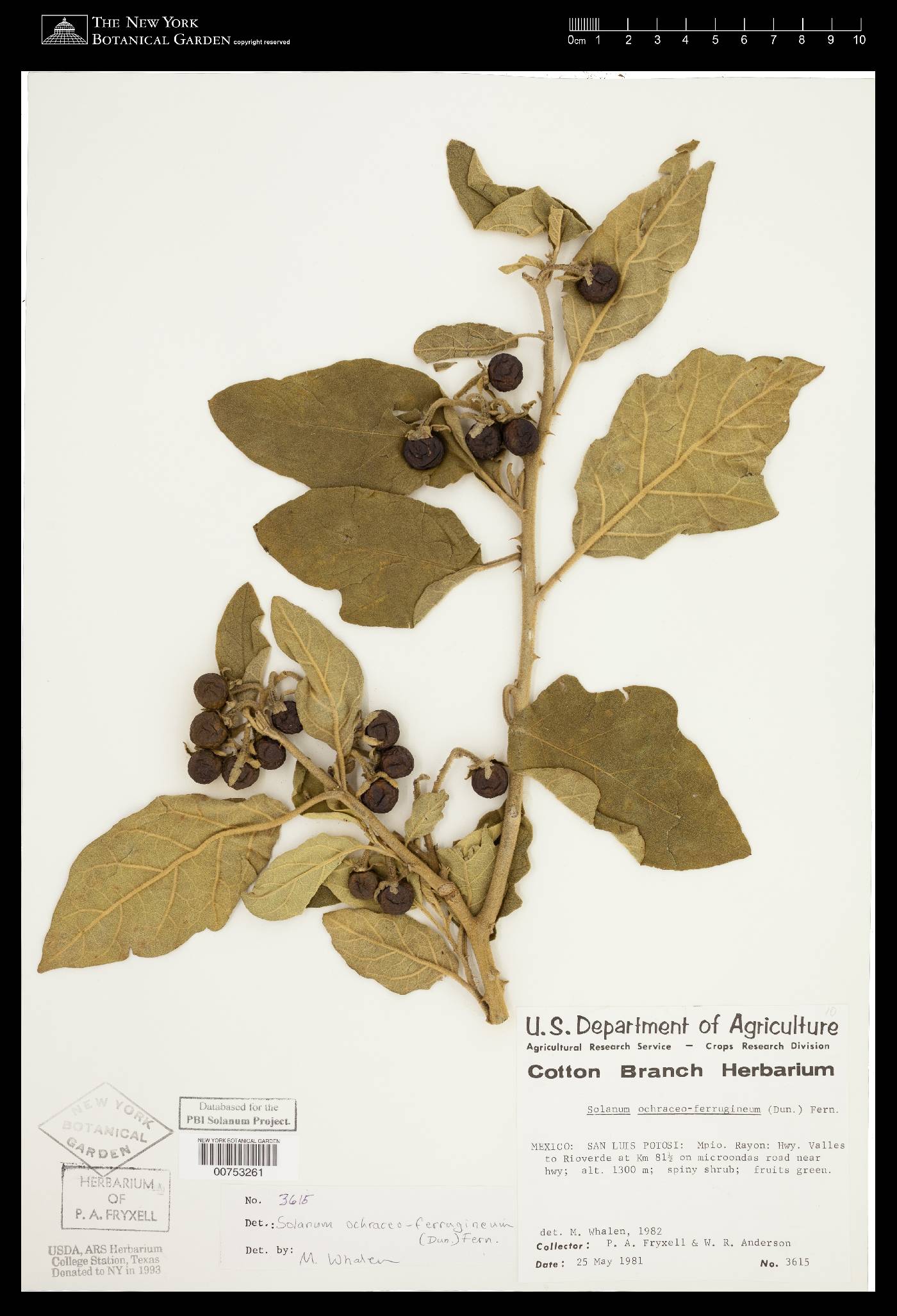 Solanum diversifolium image