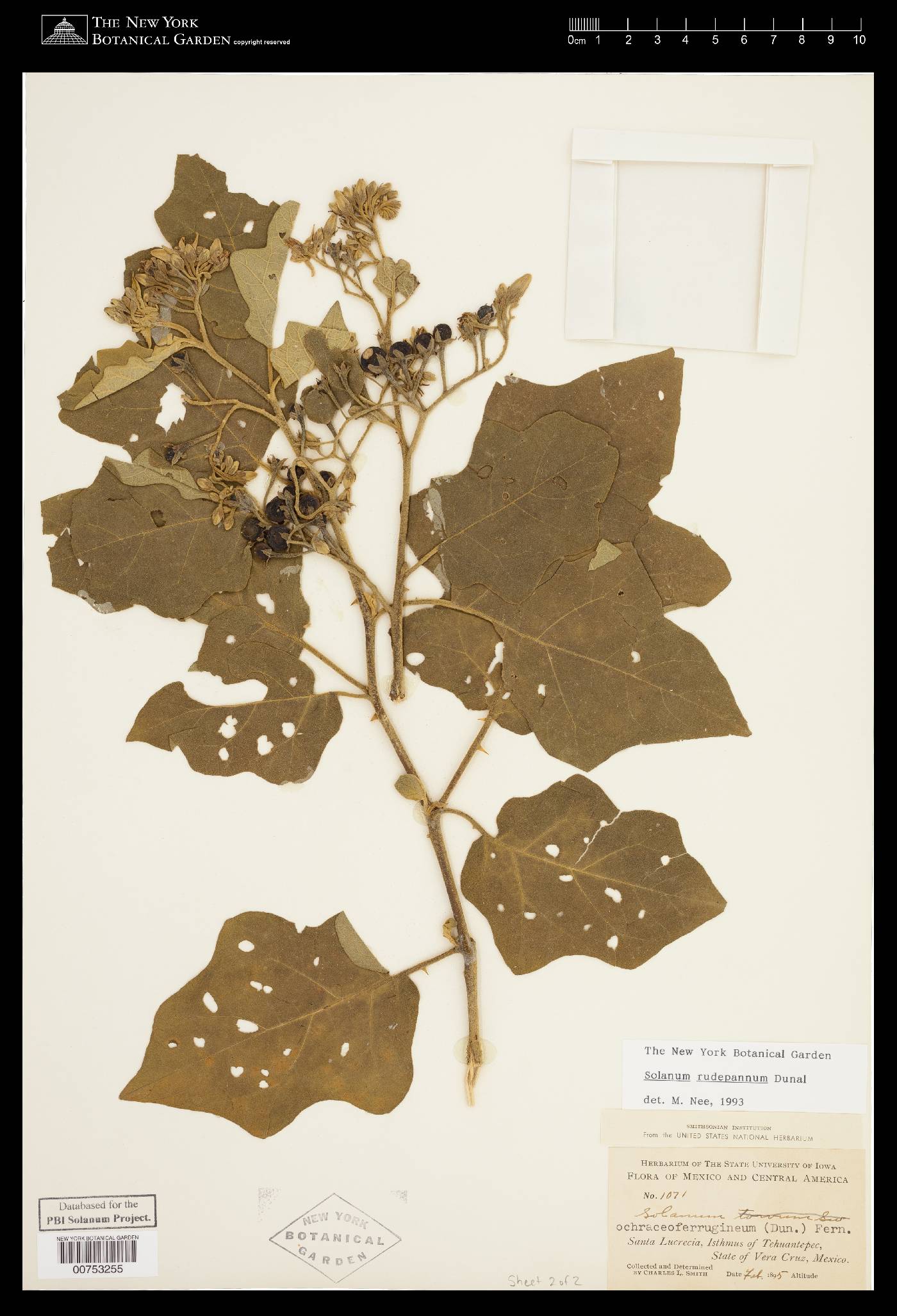 Solanum rudepannum image