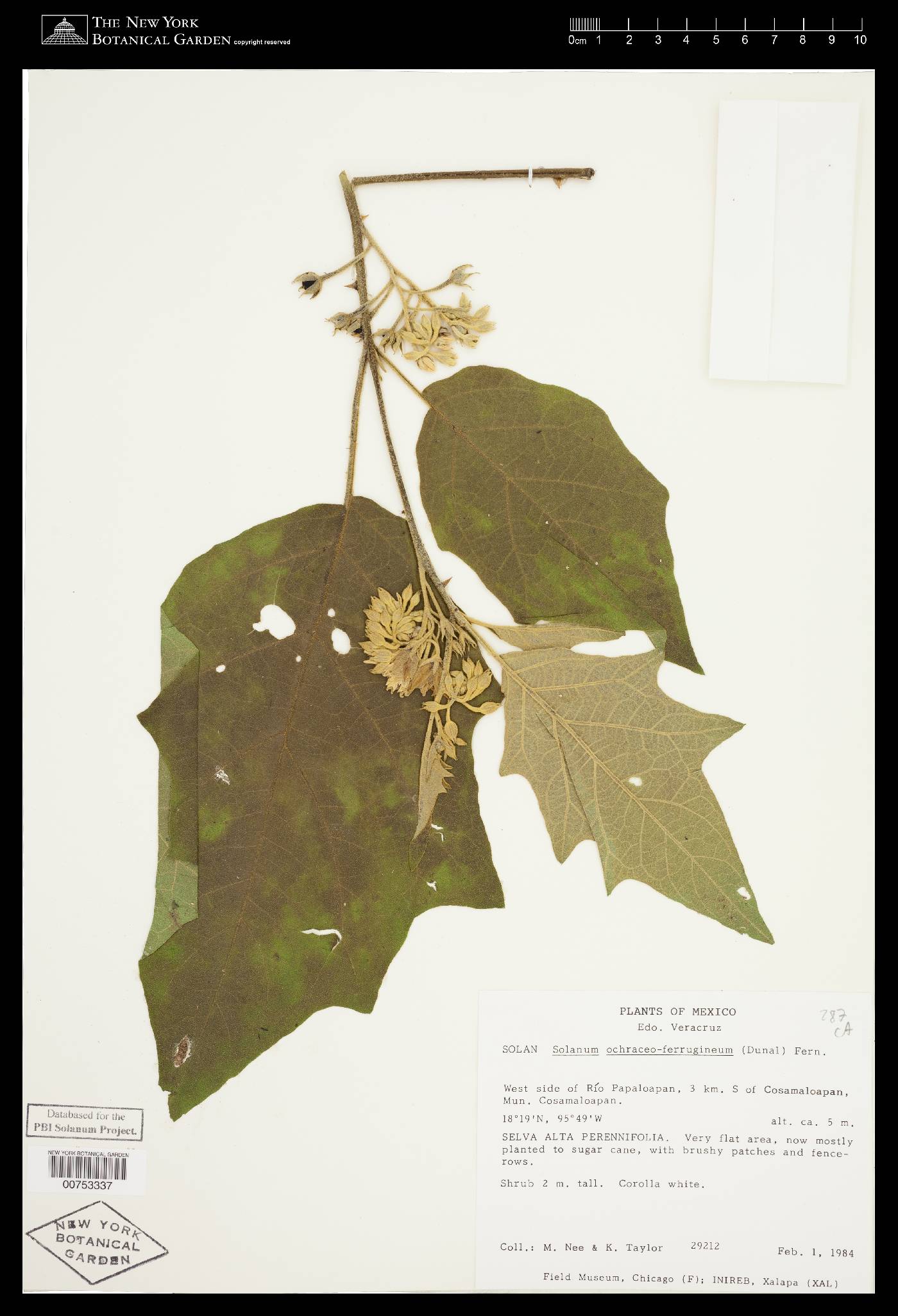 Solanum diversifolium subsp. diversifolium image