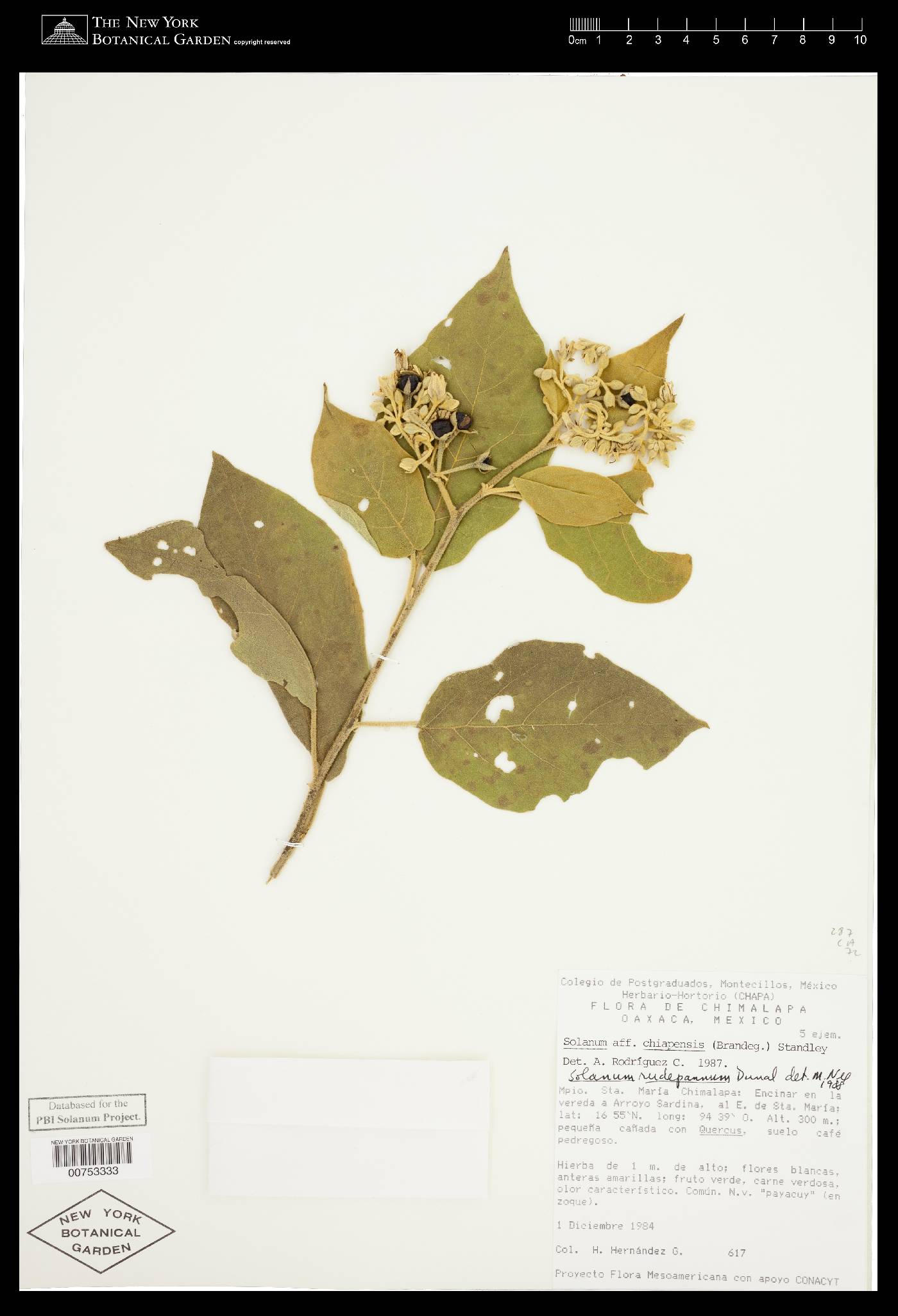 Solanum diversifolium subsp. diversifolium image