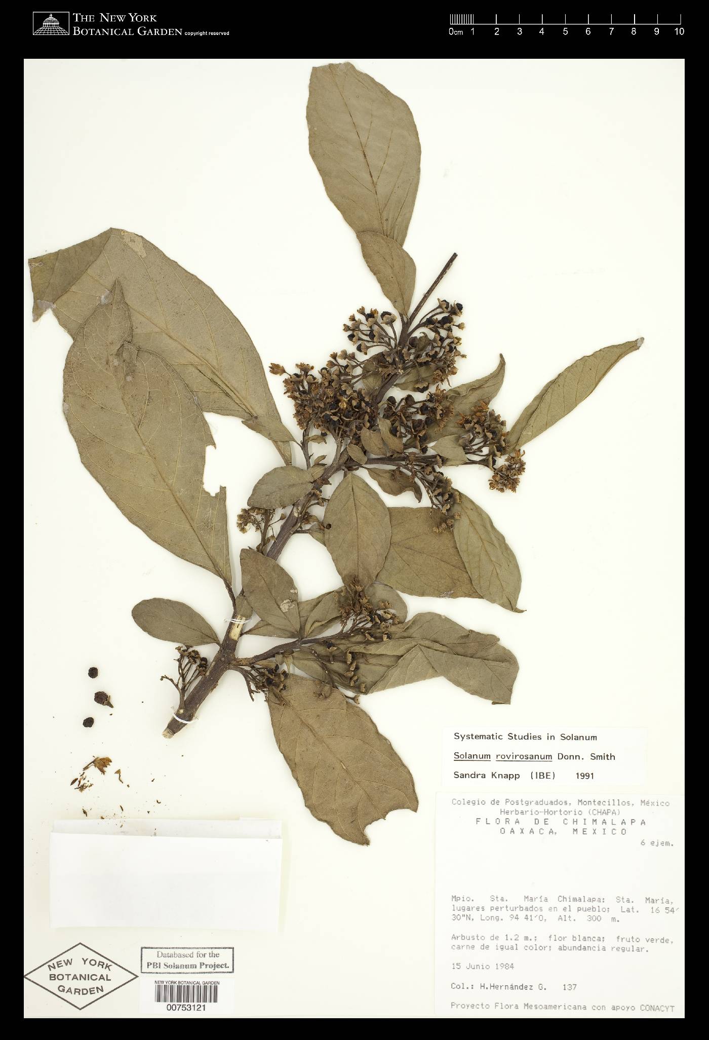 Solanum rovirosanum image