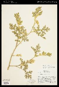 Solanum rostratum image