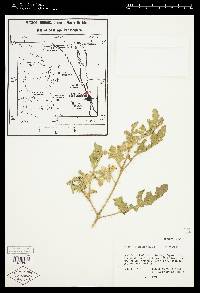 Solanum rostratum image