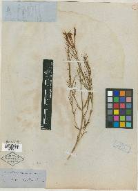 Amsonia longiflora image