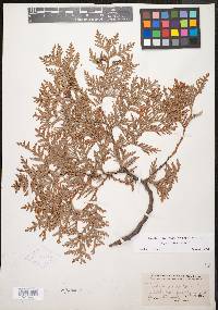 Thuja occidentalis image