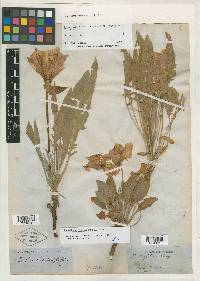 Oenothera wrightii image