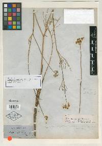 Pseudocymopterus montanus var. tenuifolius image