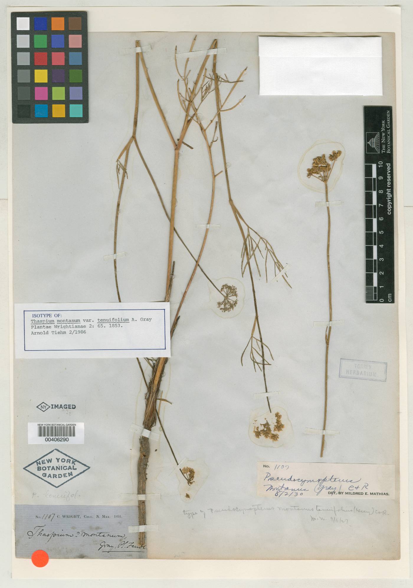 Pseudocymopterus montanus var. tenuifolius image
