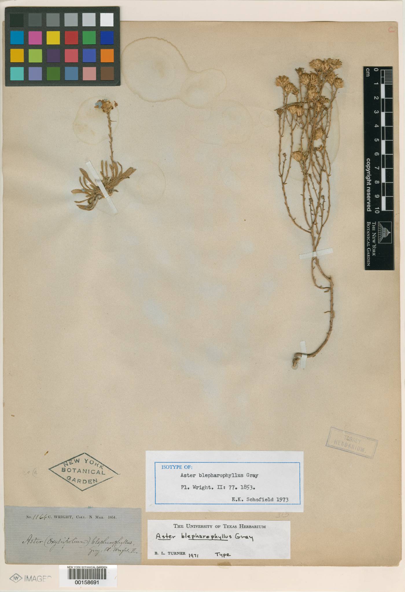Machaeranthera gypsitherma image