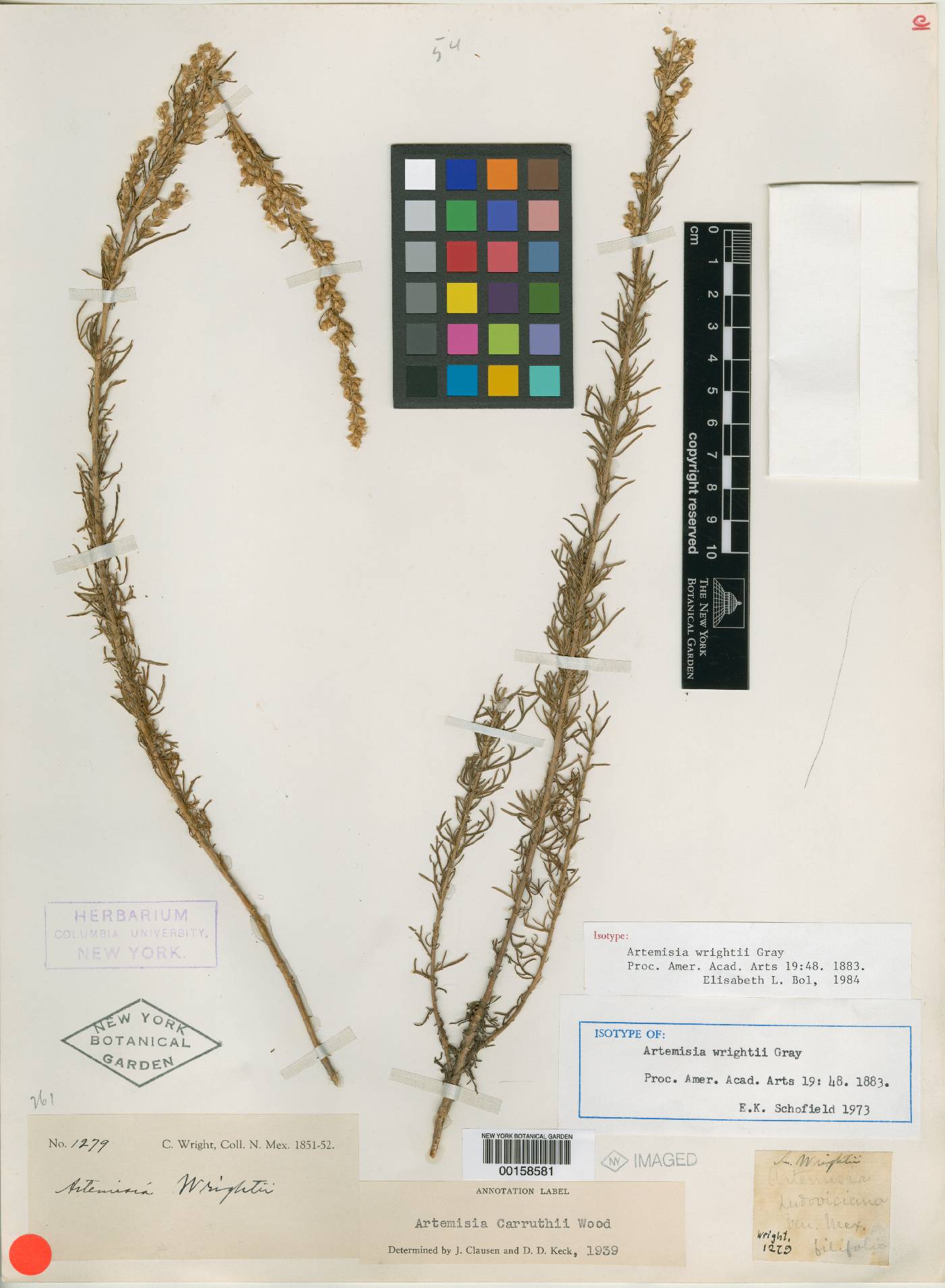 Artemisia wrightii image