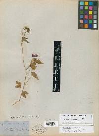 Ipomoea mexicana image