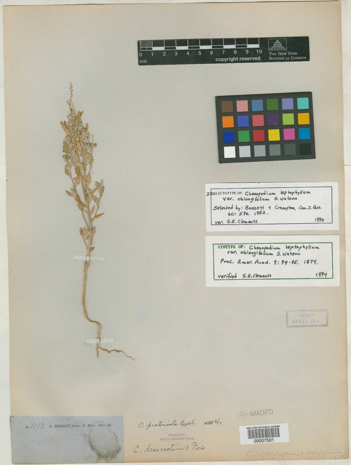 Chenopodium desiccatum image