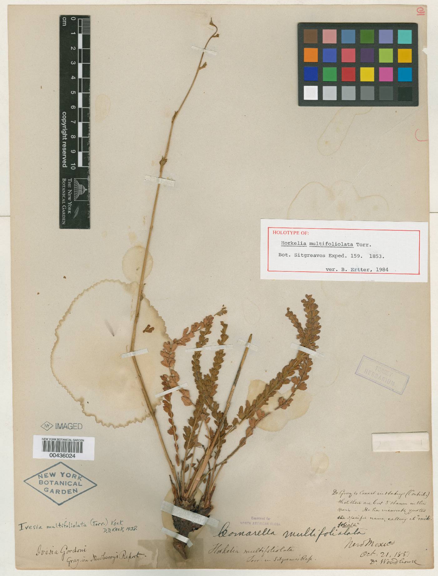 Horkelia multifoliolata image