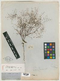 Eriogonum trichopes image