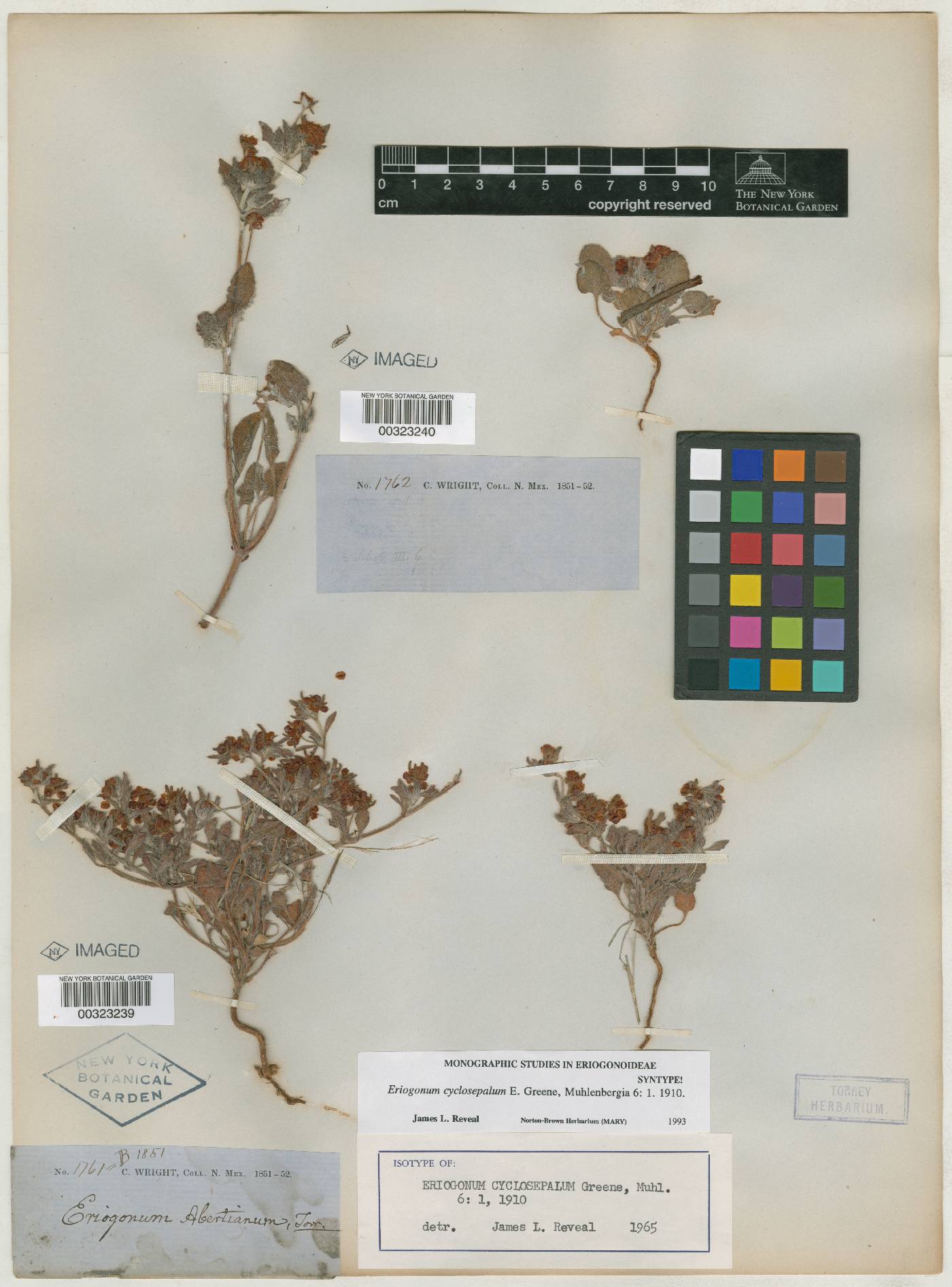 Eriogonum abertianum var. cyclosepalum image