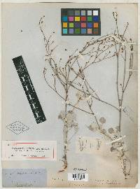 Eriogonum platyphyllum image