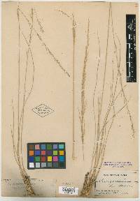 Muhlenbergia acuminata image