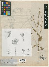 Sidanoda pentaschista image