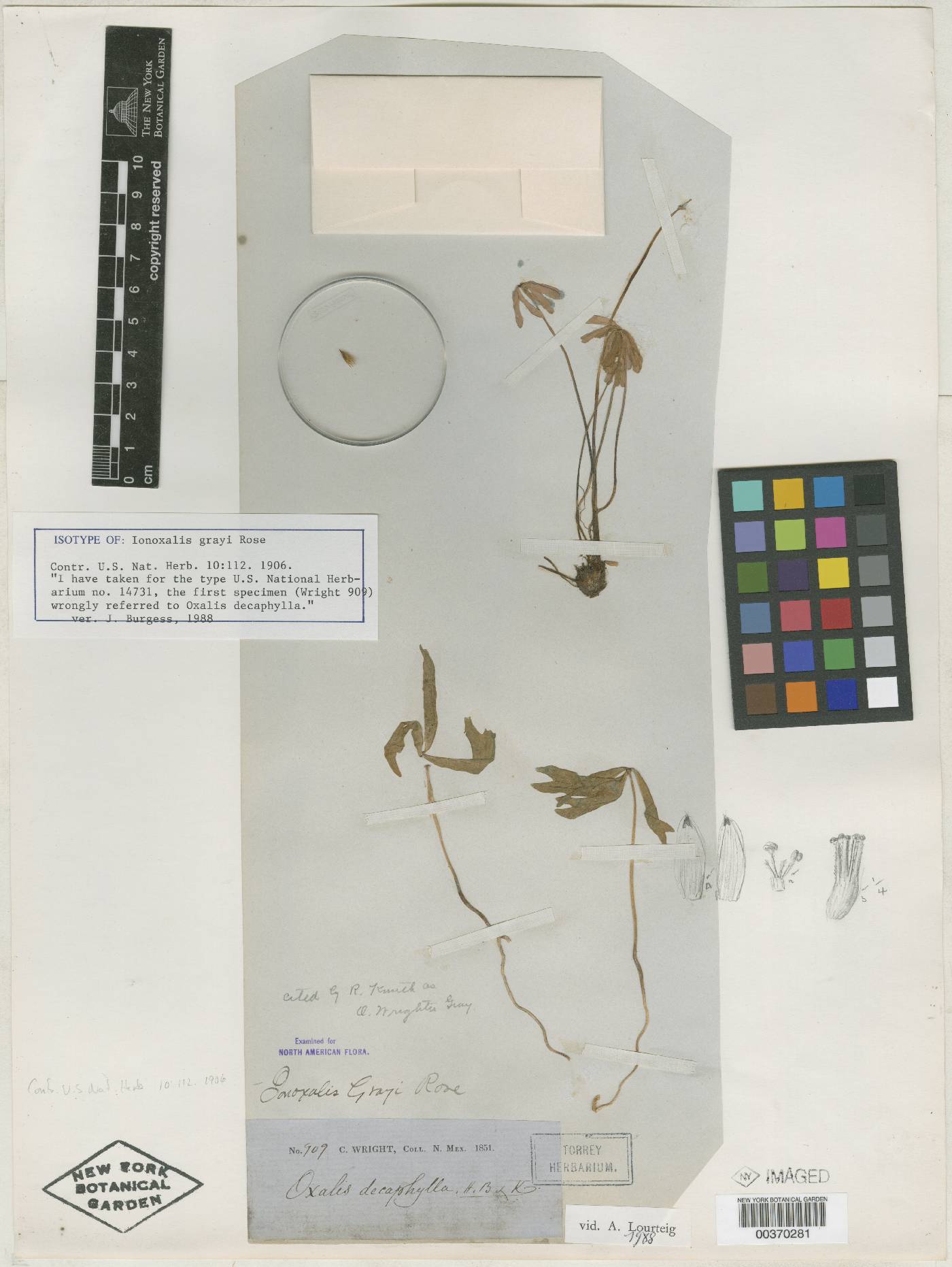 Ionoxalis grayi image