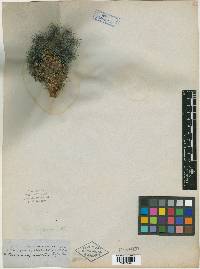 Cereus dasyacanthus var. minor image