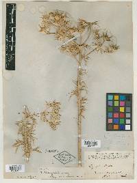 Eryngium heterophyllum image