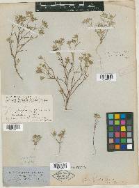 Gilia filifolia image